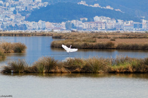 IGOUMENITSA-DREPANO.jpg